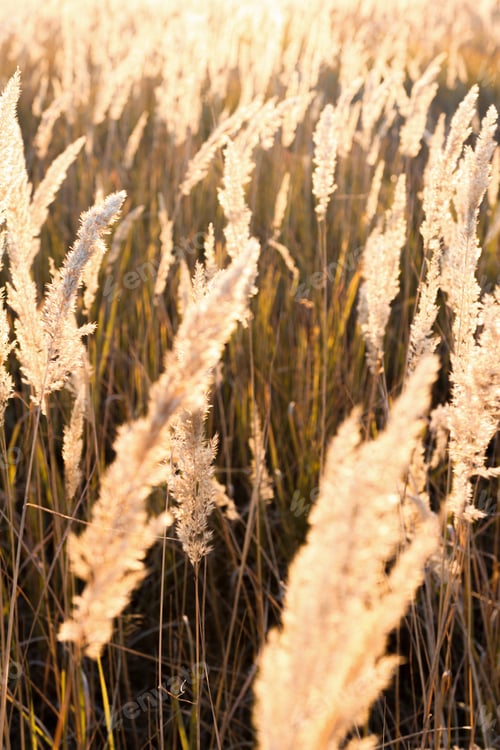 Preview: Pampas grass with dry flowers and seeds outdoors on a background of sunset rays.