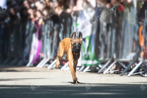 Preview: Dog agility competition.