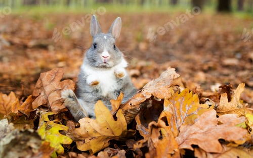 Preview: Little funny grey rabbit sitting in leaves in autumn. Cute decorative rabbit in autumn leaves.