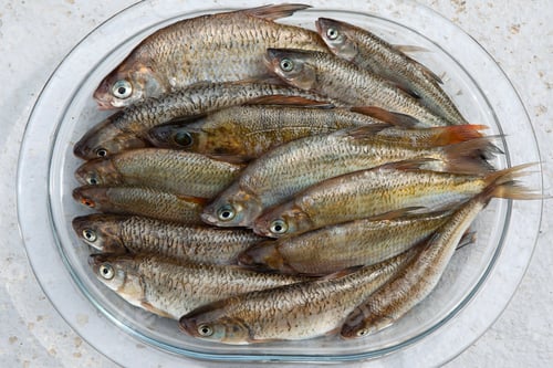 Preview: The fishing will be used for the meal