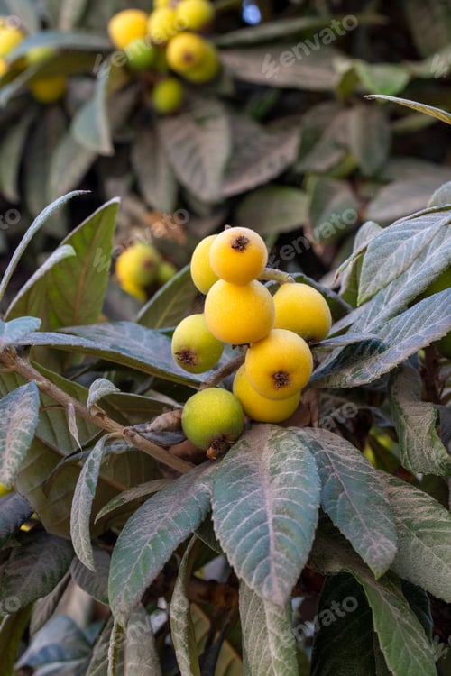 Preview: Japanese medlar fruit on the tree