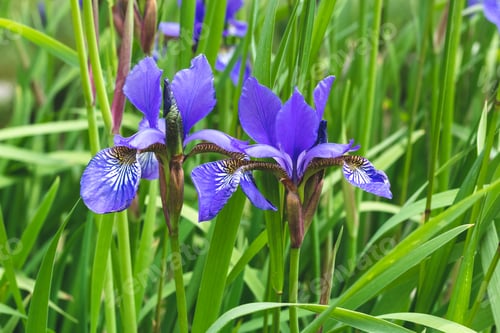 Preview: Mini blue Irises on a green grass natural background. Summer mood.