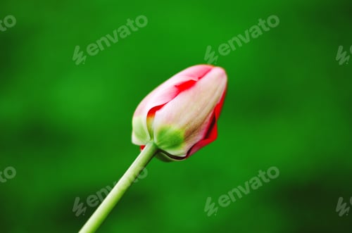 Preview: Red tulip on a green background