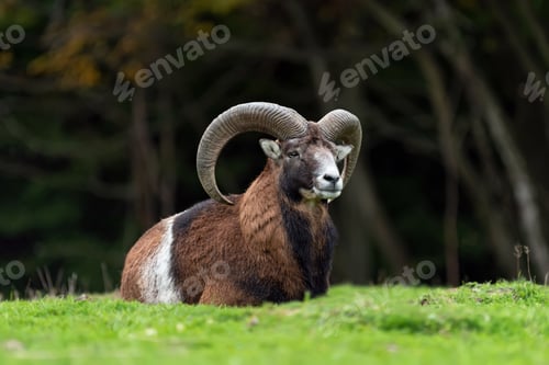 Preview: European moufflon in the nature habitat