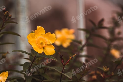 Preview: Yellow flowers with green leaves