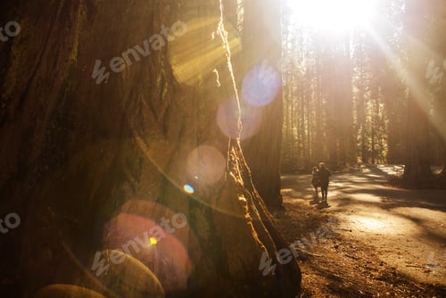Preview: Exploring Sequoia Park