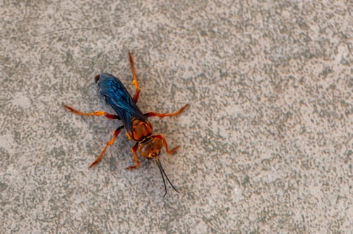 Preview: High angle closeup shot of a hornet on a concrete gray ground