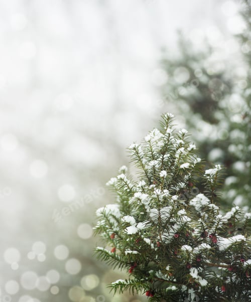 Preview: Snow Covered Evergreen Branch with Red Berries