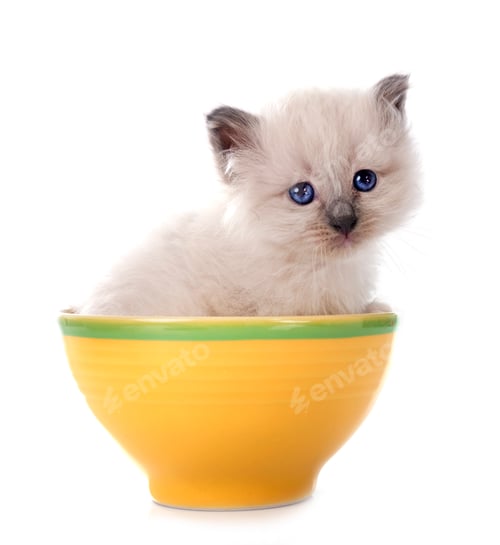 Preview: kitten birman cat in studio