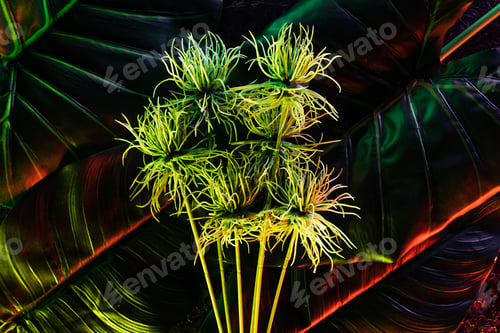 Preview: beautiful plant and palm leaves with red lighting