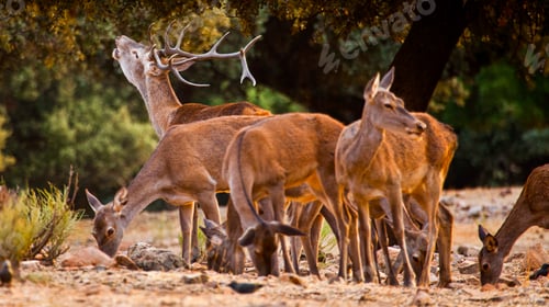 Preview: Red Deer, Monfragüe National Park, Spain