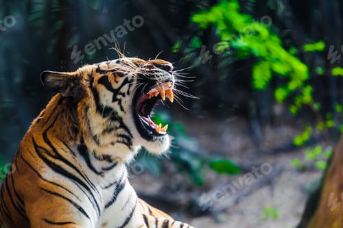 Preview: Tiger