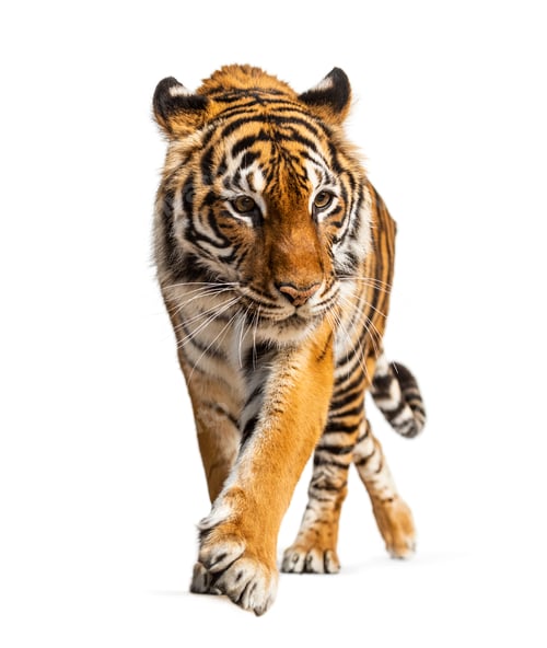 Preview: Tiger isolated