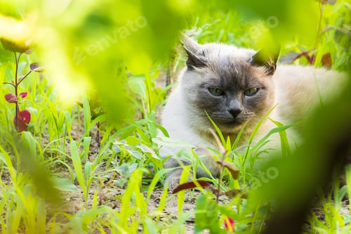 Preview: Closeup of a domestic adorable fluffy gray cat sitting on the grassy ground in the garden
