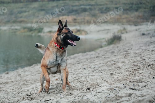 Preview: Dog in autumn leaves. Fall season. Pet on the walk. Belgian Shepherd Malinoise breed dog in the fore