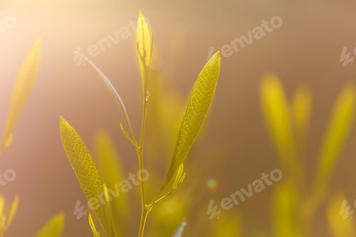 Preview: Natures Early Light over Fields