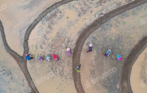 Preview: Fresh paddy rice, green agricultural field in countryside or rural area in Asia. Nature landscape.