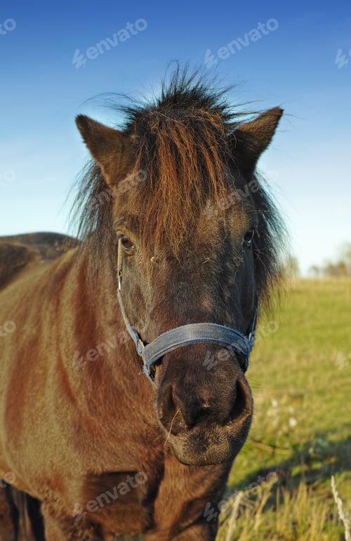 Preview: Beautiful horse - wonder of nature