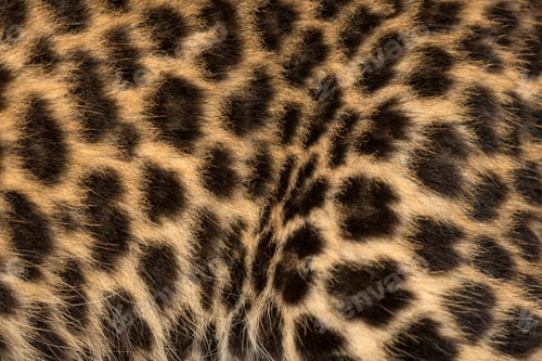 Preview: Macro of a Spotted Leopard cub's fur - Panthera pardus, 7 weeks old
