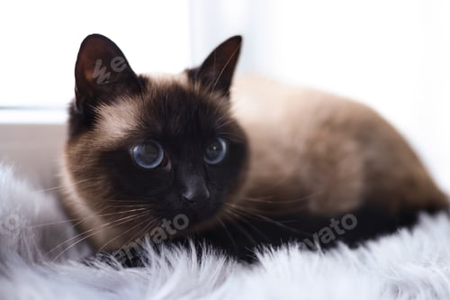 Preview: Adorable Thai cat on window sill at home, closeup