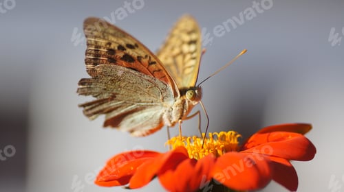 Preview: Close-up of a Mother of pearl pandora (Argynnis pandora) butterfly perched on a flower