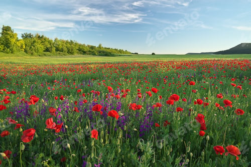 Preview: Spring flowers in meadow.