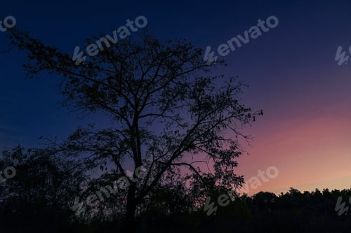 Preview: Tree silhouette on sky as twilight times. Branch on sky background.