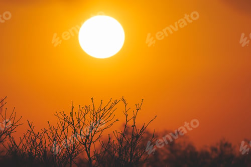 Preview: Sunrise behind silhouetted trees and branches.