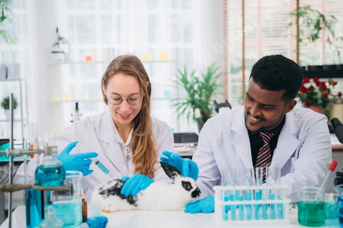 Preview: Scientist and Pharmacist Conducting Chemical Research and Animal Testing in a Laboratory.
