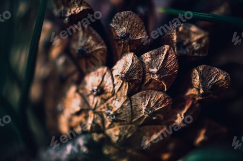 Preview: Macro photography. Pine cone.