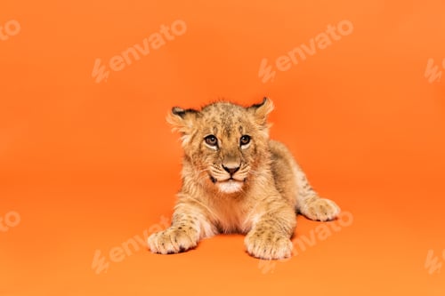 Preview: cute lion cub lying on orange background