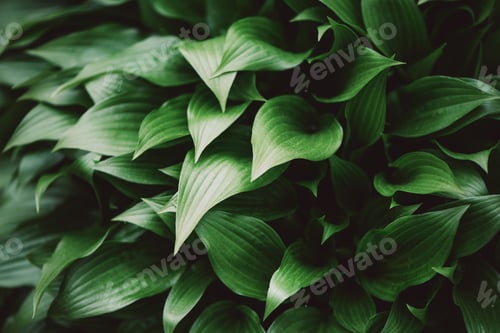 Preview: Fresh green foliage. Leaves background. Green dynamic backdrop for your design. Tropical leaf