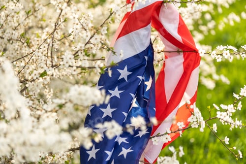 Preview: American Flag Hanging from Blossoming Tree Branch
