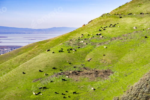 Preview: Cattle grazing on a steep hill, south San Francisco bay area in the background, California