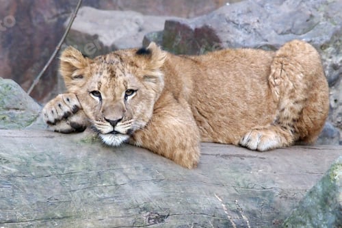 Preview: cute little Young lion cub on wooden trunk