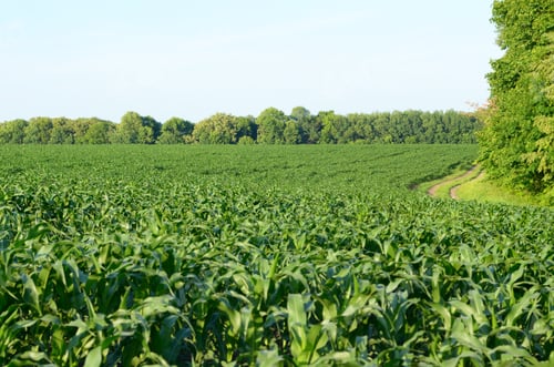 Preview: Green Corn Field summer sunny day in Uklraine