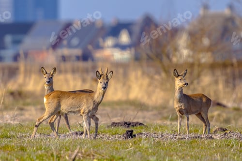 Preview: Urbanized Roe deer