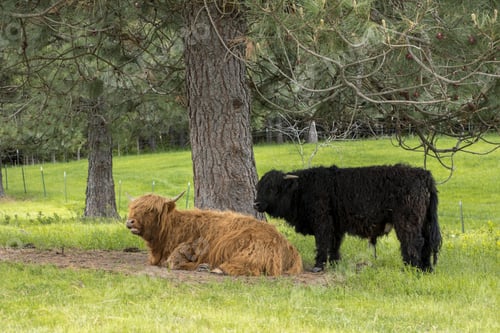 Preview: Two highland cows by a tree.
