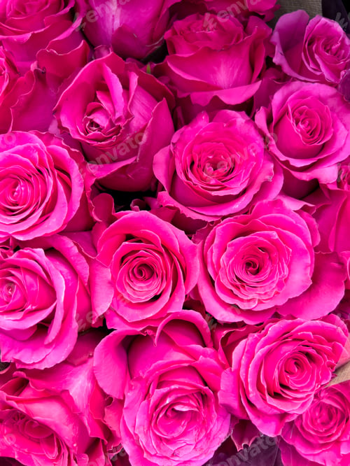 Preview: Beautiful Pink Roses Bunched Together in Full Bloom