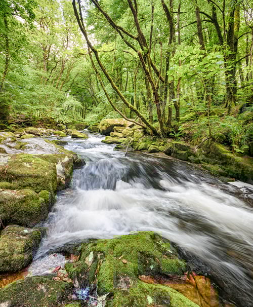 Preview: Golitha Falls in Cornwall