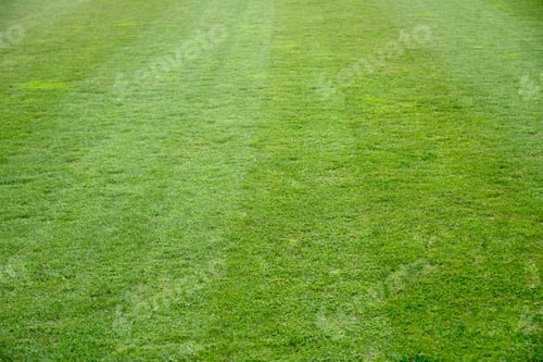 Preview: Soccer pitch lawn