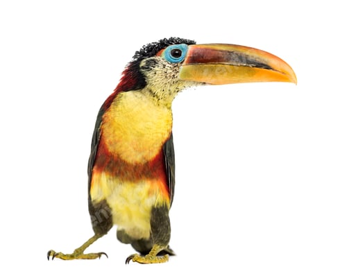 Preview: Curl-crested aracari, isolated on white