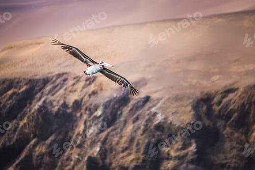 Preview: Peruvian Pelican (Pelecanus thragus) flying, Ballestas Islands (Islas Ballestas), Paracas National R