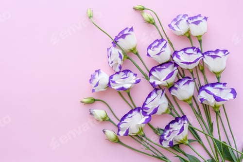 Preview: A bouquet of beautiful freshly cut purple eustoma on a one ton background