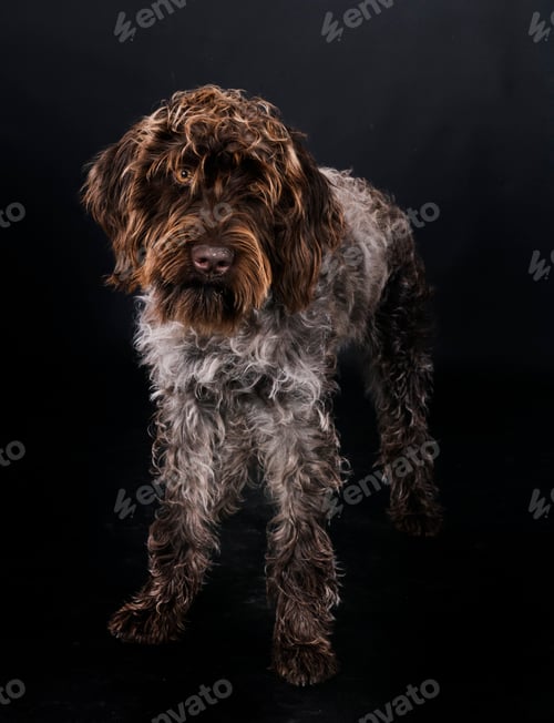 Preview: Wirehaired Pointing Griffon
