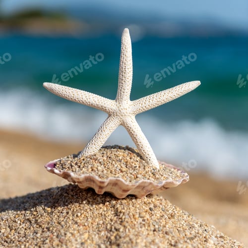 Preview: Starfish seashells on the sand by the sea on a sunny day