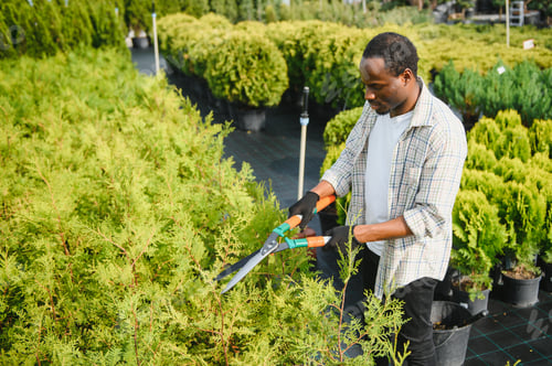 Preview: A african american young gardener cuts a tree with scissors. Gardening and tree shop concept