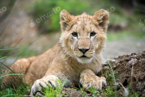 Preview: Young lion cub in the wild