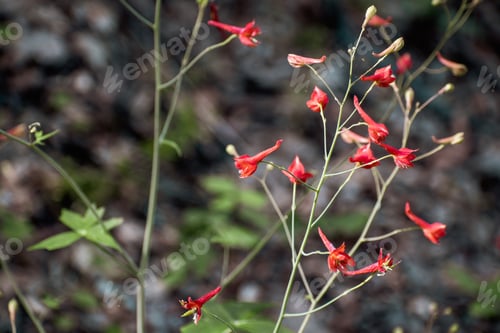 Preview: Red Larkspur wildflowers