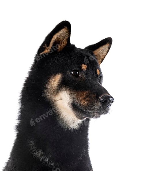 Preview: shiba inu in studio